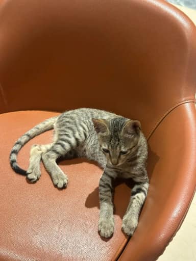 Community cat in Sion