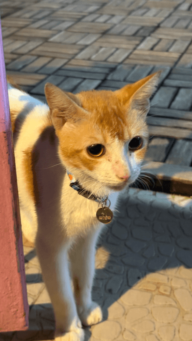 Tiny Tim in Bandra West