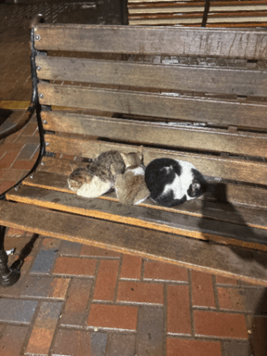 Street cat in Juhu