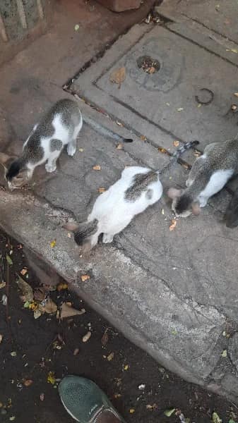 Street cat in Mulund East, Mumbai