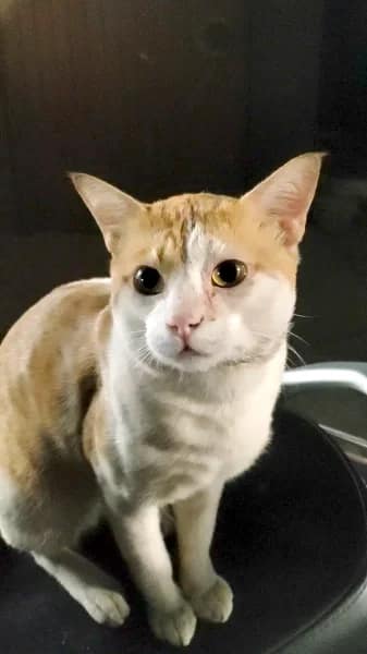 Street cat in Ghatkopar