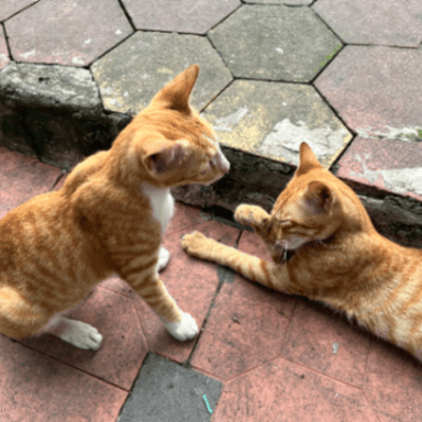Street cat in Girgaon, Mumbai