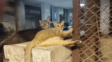 Street cat in Colaba