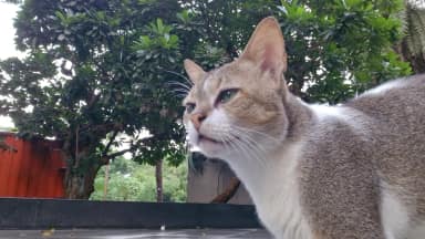 After run cat in Mulund East