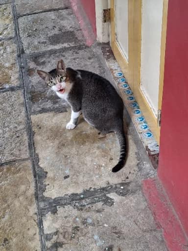 Street cat in Dadar