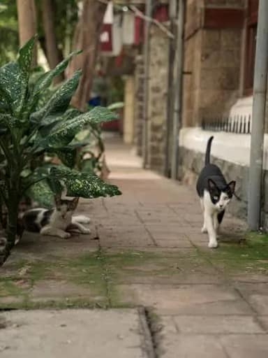 Street cat in Prabhadevi, Mumbai