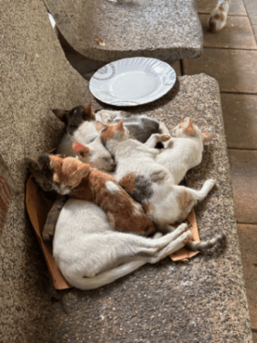 Street cat in Juhu, Mumbai