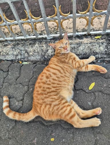 Glorious Orange Chonko in Bandra West