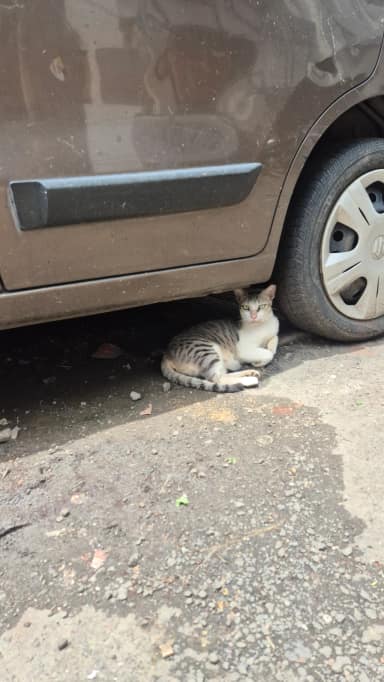 Community cat in Fort