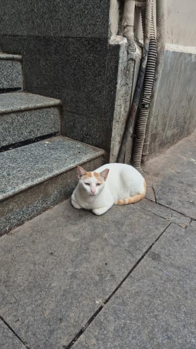 Meowrsi dairy in Fort