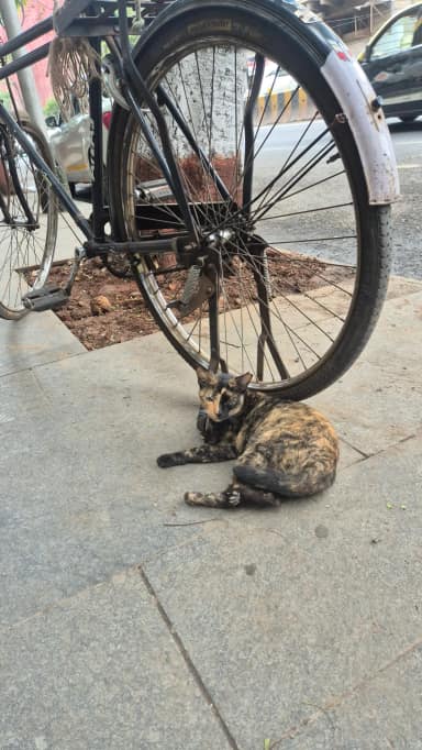 Cutieco in Fort