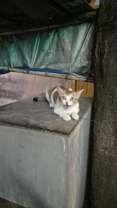 Mother Orange in Fort
