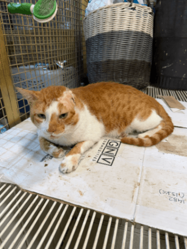 Street cat in Ghatkopar East, Mumbai