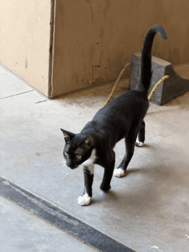 Street cat in Santacruz East, Mumbai