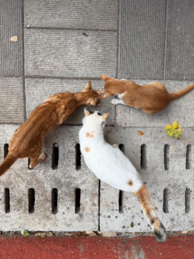 Street cat in Goregaon West, Mumbai