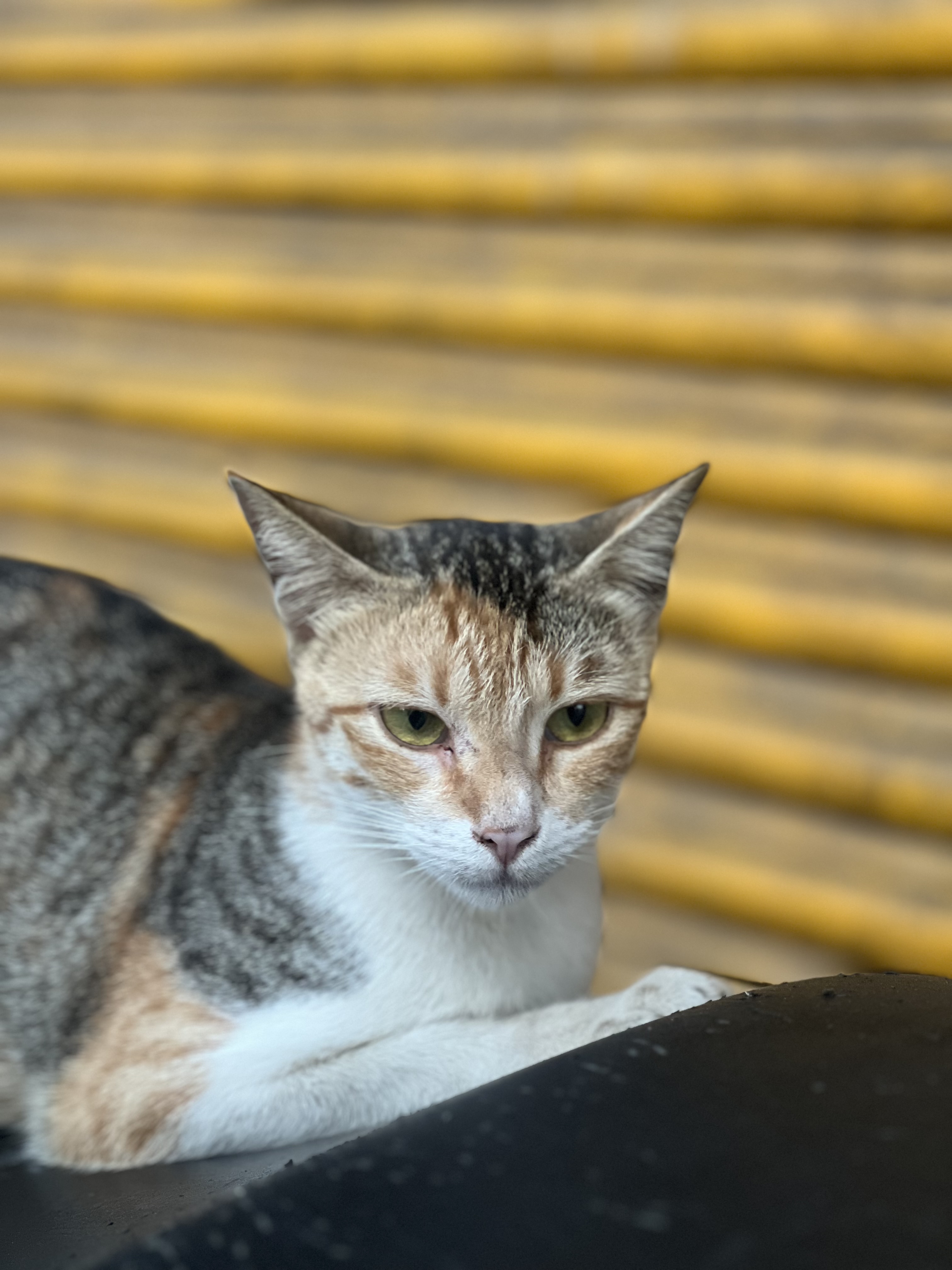 CST Companion in Colaba, Mumbai