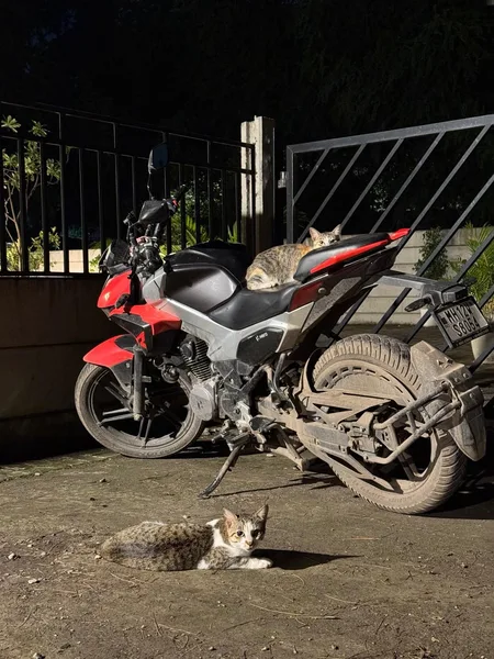 Pune Cat 2 in Kothrud, Pune