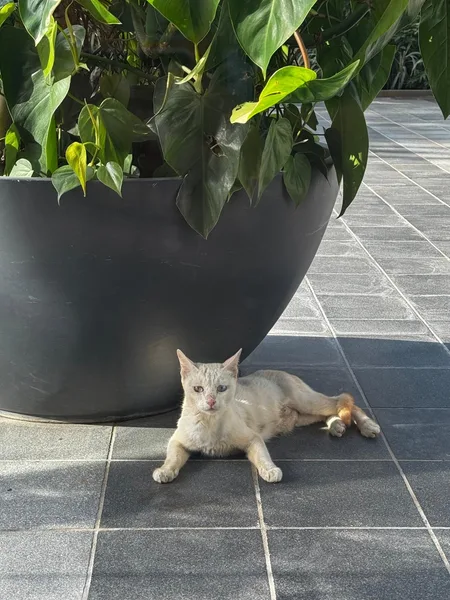 Pune Cat 4 in Baner, Pune